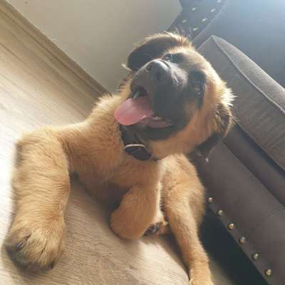 Hundetreffen-Suche junge Spielkameraden-Bild