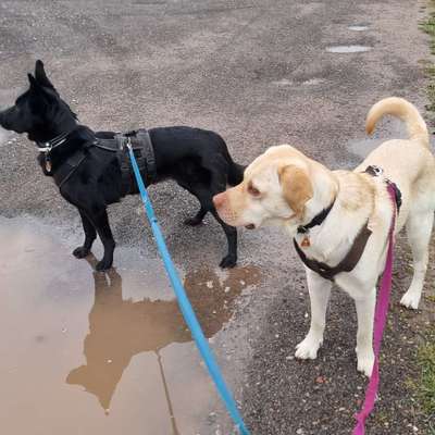 Hundetreffen-Spaziergang und Üben für Reaktive Hunde-Bild