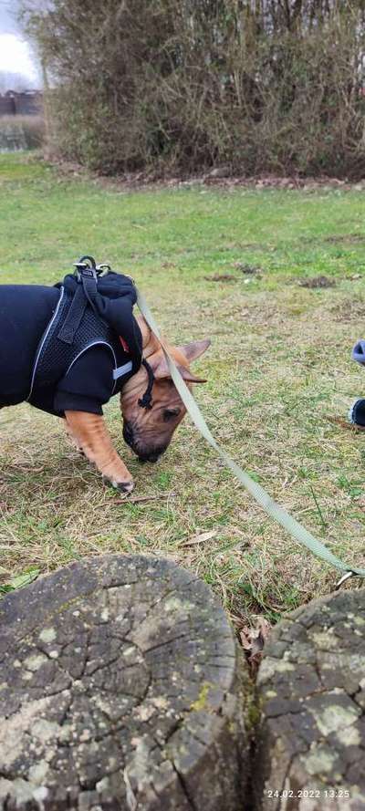 Hundetreffen-Suchen Freunde für gelegentliche Treffen zur Sozialisierung in Essen o Gelsenkirchen-Bild