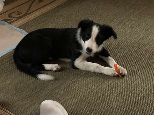 Gibt's hier noch mehr Border Collies???-Beitrag-Bild