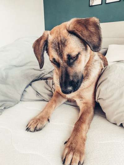 Schäferhund-Beitrag-Bild