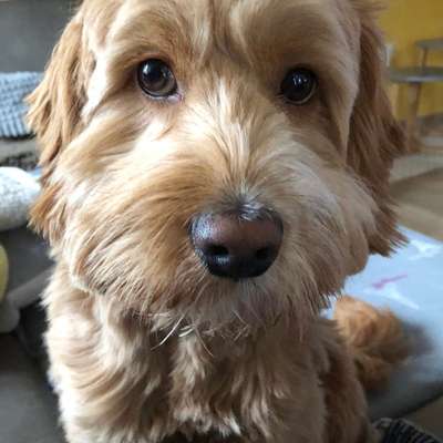 Hundetreffen-Ich bin Joshi und suche im Raum Alzenau/Aschaffenburg einen Hundefreund zum Spielen und Rumtollen.-Bild