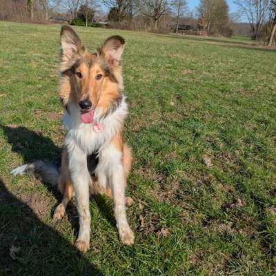 Hundetreffen-Sensibler Junghund sucht souveränen Spiel- und Spazierpartner-Bild