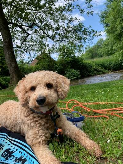 Zeigt her eure Pudel und Pudelmischlinge (:-Beitrag-Bild