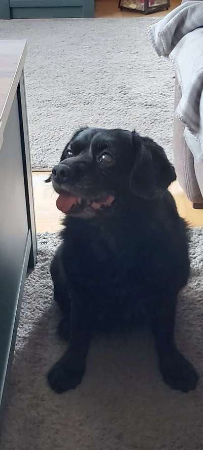 Hund zu dick?-Beitrag-Bild