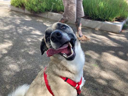 Dogorama Photo Challenge - Spielgesicht-Beitrag-Bild