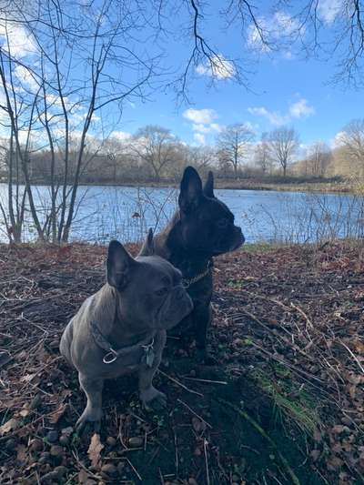 Die Dogorama Monats Challenge "Es grünt und blüht"-Beitrag-Bild