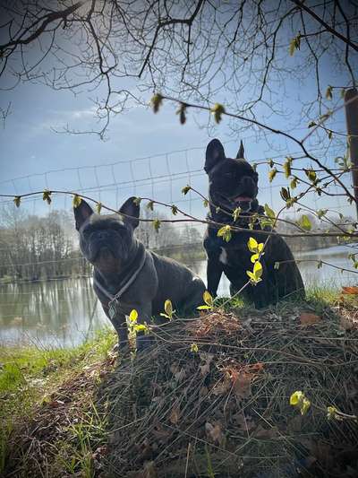 Die Dogorama Monats Challenge "Es grünt und blüht"-Beitrag-Bild