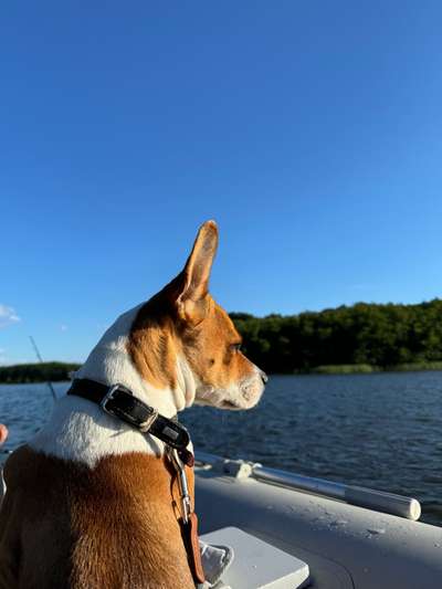 Hund an Bootspaddel gewöhnen-Beitrag-Bild