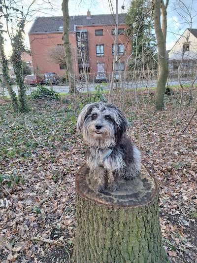 Hundetreffen-Suche Spielfefährten-Bild