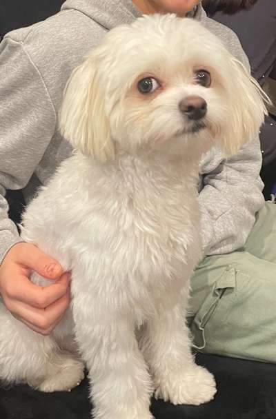 Havaneser dabei?:)-Beitrag-Bild