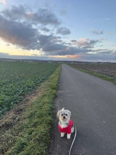 Hundetreffen-Spazierengehen mit kleineren Hunden-Bild