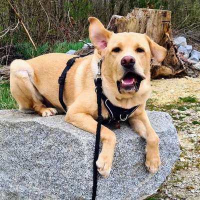 Hundetreffen-Spazieren gehen im Landau an der isar-Bild