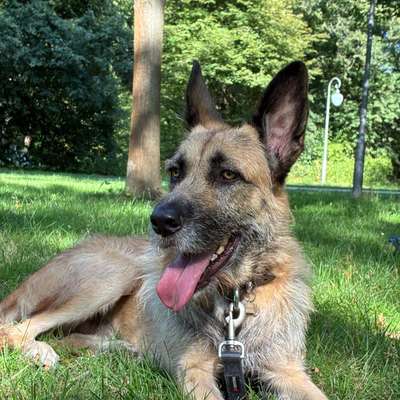 Hundetreffen-Walks/Playdste with Aska-Bild