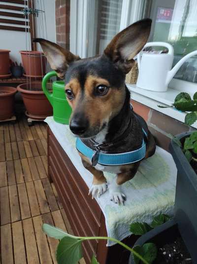 Hundetreffen-Hunde-/Dackelfreunde gesucht-Bild