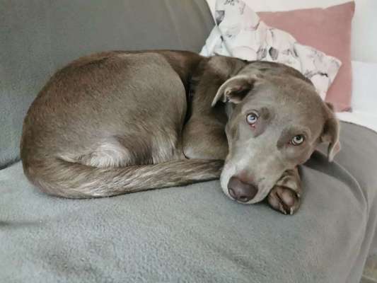 Darf der Hund bei Euch im Bett schlafen?-Beitrag-Bild