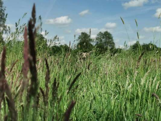 Dogorama Photo Challenge - Tarnung ist alles-Beitrag-Bild