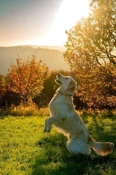 Wo sind die Golden Retriever Liebhaber?-Beitrag-Bild