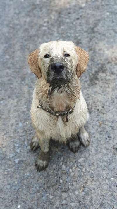 Wo sind die Golden Retriever Liebhaber?-Beitrag-Bild