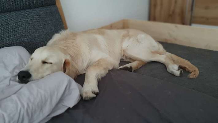 Wo sind die Golden Retriever Liebhaber?-Beitrag-Bild