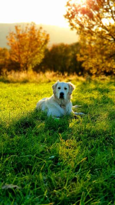 Herbst🍁-Beitrag-Bild
