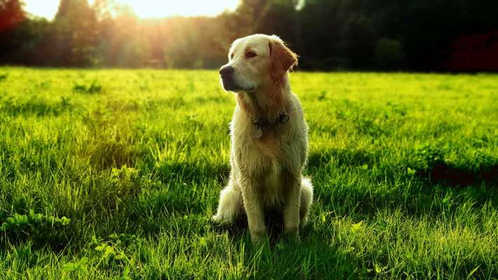 Wo sind die Golden Retriever Liebhaber?-Beitrag-Bild