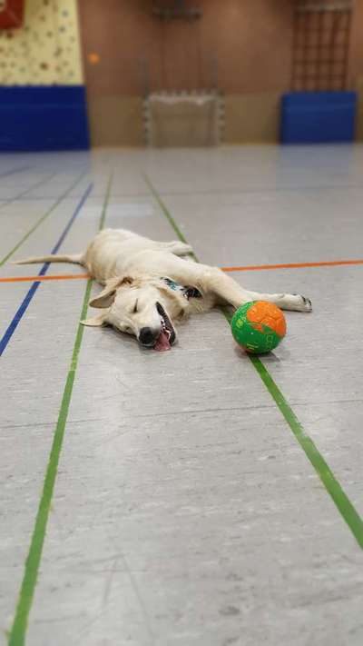 Wo sind die Golden Retriever Liebhaber?-Beitrag-Bild