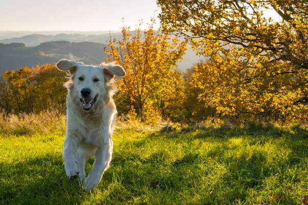 Herbst🍁-Beitrag-Bild