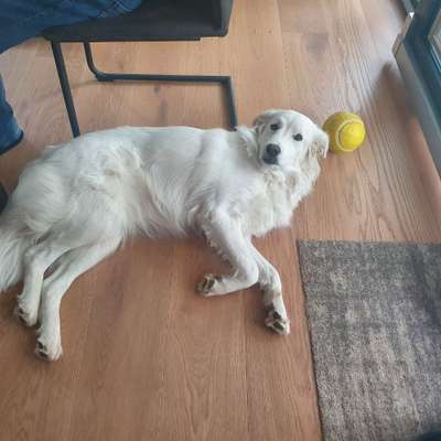 Auslandstierschutz-Beitrag-Bild