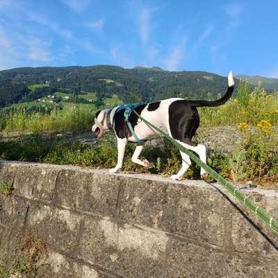 Was hat euch heute mit eurem Hund gefreut?-Beitrag-Bild