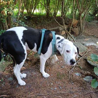 Traumhunde?-Beitrag-Bild
