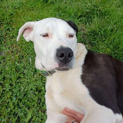 Traumhunde?-Beitrag-Bild