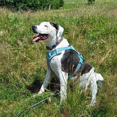 American Staffordshire Terrier 
Wo seit Ihr?-Beitrag-Bild