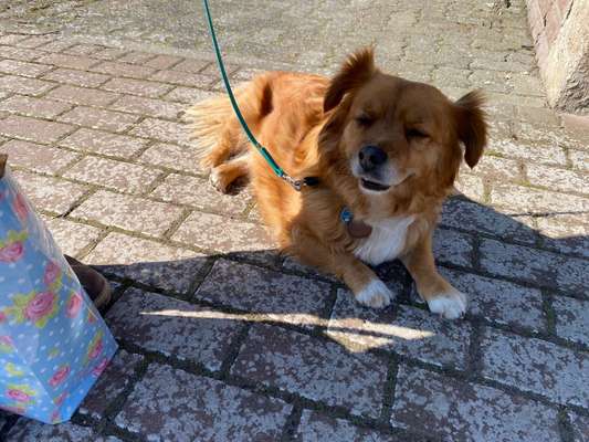 Mischlinge raten - Rätselspaß-Beitrag-Bild