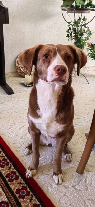 Mischlinge raten - Rätselspaß-Beitrag-Bild