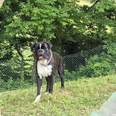 Hundetreffen-Wilder Spielpartner gesucht-Bild