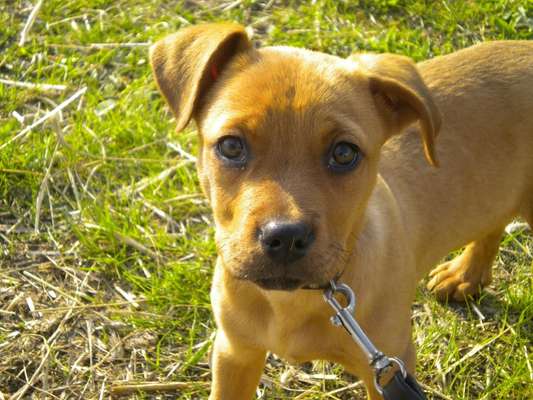 hunderasse-Beitrag-Bild