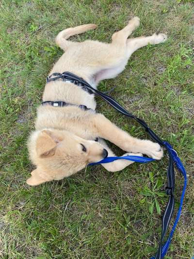 Hundetreffen-Welpenrunde, Sozialisierung & Kennenlernen-Bild