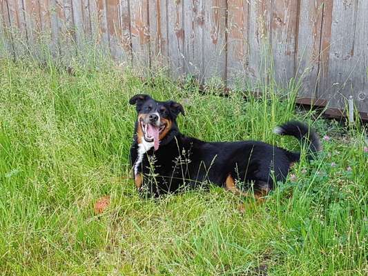 Appenzeller Sennenhunde-Beitrag-Bild