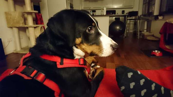 Appenzellerbesitzer gesucht!-Beitrag-Bild