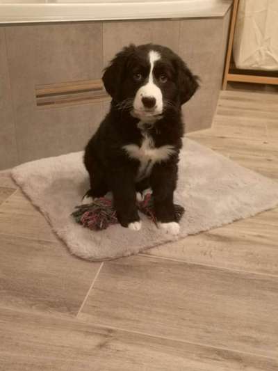 Welpen Bilder !-Beitrag-Bild