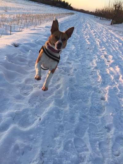 Die Dogorama Kalender Challenge Teil 2/4-Beitrag-Bild