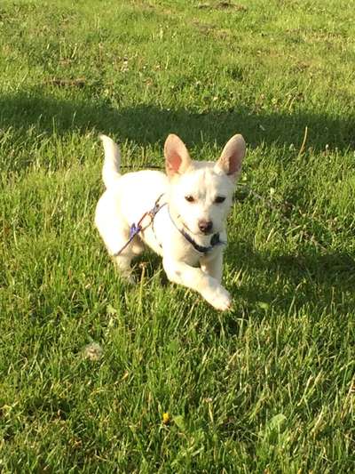 Die Dogorama Monats Challenge "Es grünt und blüht"-Beitrag-Bild