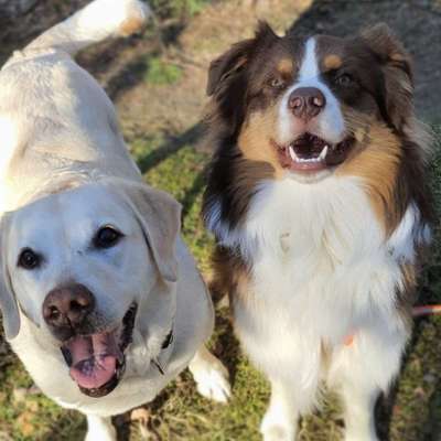 Hundetreffen-Treffen rund um Schwedt-Bild