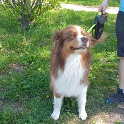 Hundetreffen-Hundekumpels gesucht