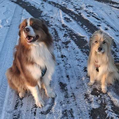 Hundetreffen-Hundekumpels gesucht-Profilbild