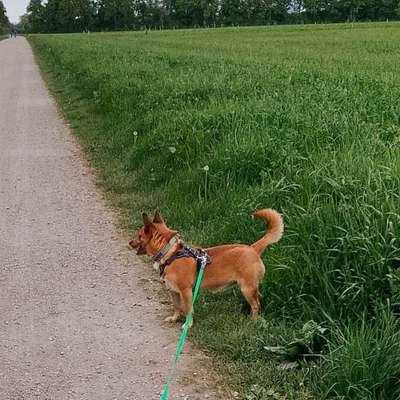 Giftköder-Trainingsspaziergang-Bild