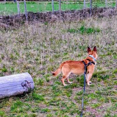 %{de_profession_title}-Erstberatung Hundetraining/Verhalten-Bild