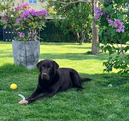 Hundetreffen-Spielrunde auf dem Acker beim Flora-Park-Bild