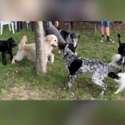Hundetreffen-Spielrunde auf einer privaten Wiese-Bild